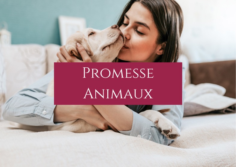 The pet promise of your hotel Best Western Plus Vannes downtown